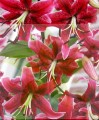 lilium-miss-feya-.jpg