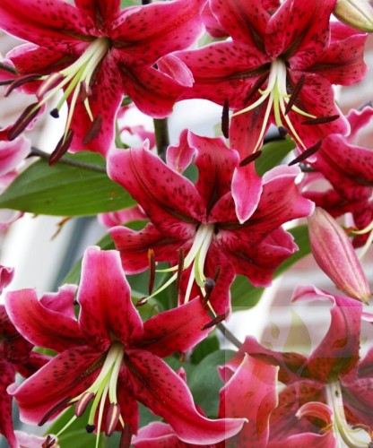 lilium-miss-feya-.jpg