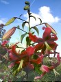 Miss Feye 1 Big Lily.jpg