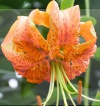 LILIA DRZEWIASTA HENRYI 22/24