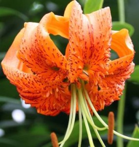 LILIA DRZEWIASTA HENRYI 22/24