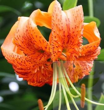 Lilia Drzewiasta Henryi ( do 2,5 m ).jpg