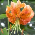 Lilia Drzewiasta Henryi ( do 2 m ).jpg