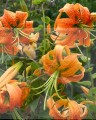Henryi Big LILY.jpg