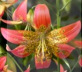 Fusion Big LILY 1.jpg