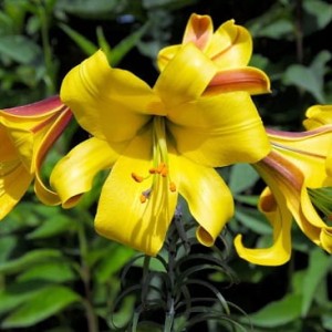 LILIA TRĄBKOWA GOLDEN SPLENDOR 20/22