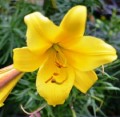 Golden sprendor liliowe ogrody.jpg