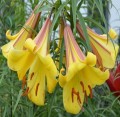 golden splendor Liliowe Ogrody.jpg