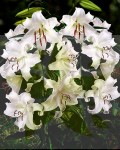 Lilia Drzewiasta Monete Bianco 22/24 