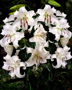 Lilia Drzewiasta Monete Bianco 22/24 