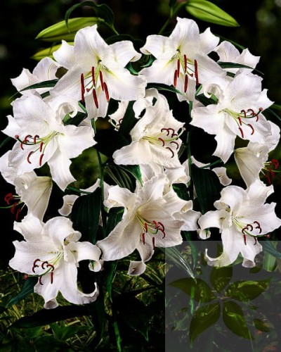 Lilia Drzewiasta Monta Bianco  ( Nowość ).jpg