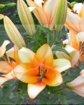 Lilia Kolekcjonerska Drzewiasta  Orange Emperor 22/24 