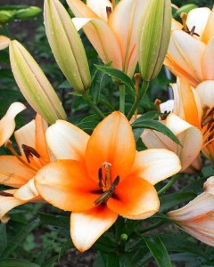 Lilia Kolekcjonerska Drzewiasta  Orange Emperor 22/24 
