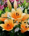 Lilia Drzewiasta Orange Emperior ( Nowość ).jpg