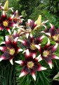 Netty's Pride 2592x3888 (2) B liliy.jpg