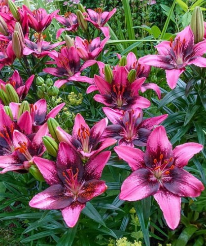 Purple Dream BL.jpg