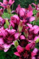 Purple Dream - Big Lily.jpg
