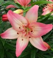 Rosella's Dream M BL.jpg