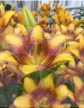 Sweet Velley 1.jpg