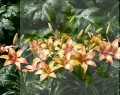 Tribal DancE bIG lILY 1.jpg