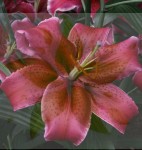 Lilia Orientalna Corvara 20/22 