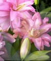 Lotus Breeze 1.jpg